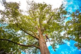 Lawn Pest Prevention in Burns, TN