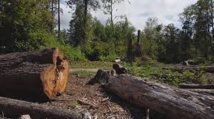 Best Utility Line Clearance  in Burns, TN
