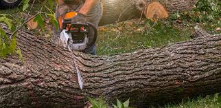 Lawn Grading and Leveling in Burns, TN
