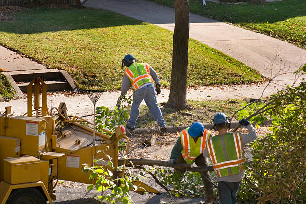 Best Storm Damage Tree Cleanup  in Burns, TN