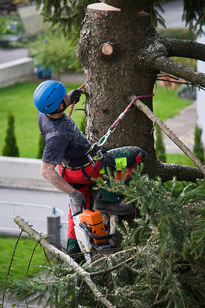 Burns, TN Tree Removal Company