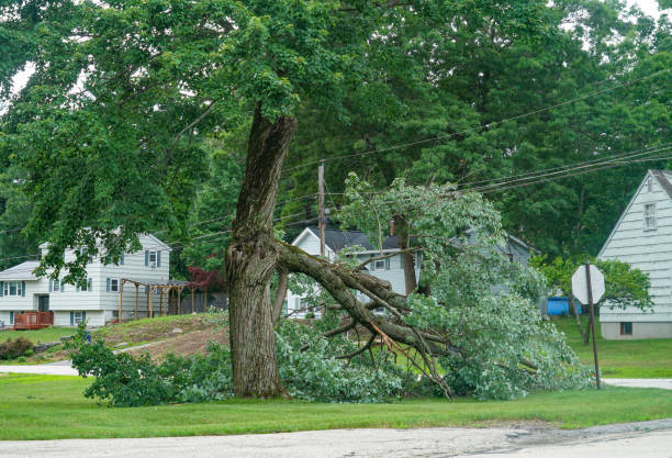 Best Seasonal Cleanup (Spring/Fall)  in Burns, TN