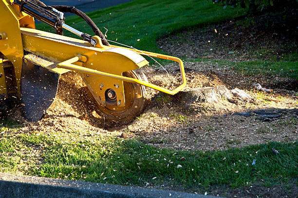 Best Palm Tree Trimming  in Burns, TN