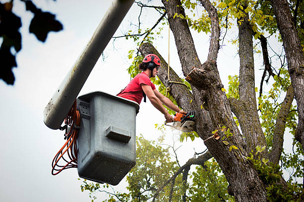 Best Stump Grinding and Removal  in Burns, TN